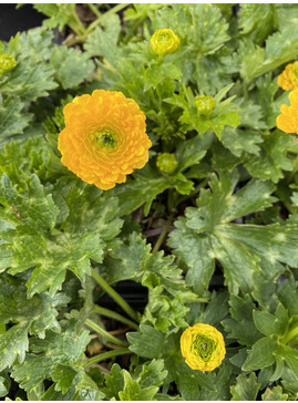 Ranunculus constantinopolitanus 'Plenus'