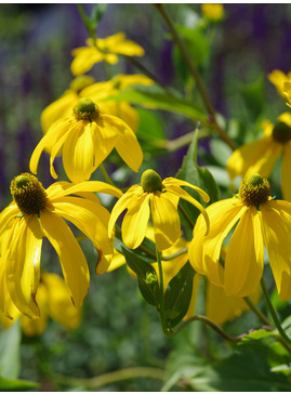 Rudbeckia laciniata 'Herbstsonne' 