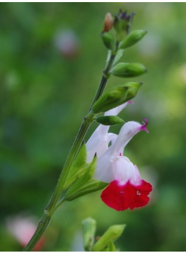 Salvia 'Hot Lips'