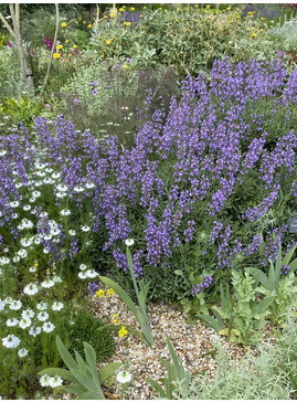 Salvia lavandulifolia