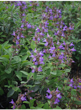 Salvia officinalis 'Berggarten'