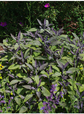 Salvia officinalis 'Purpurascens'