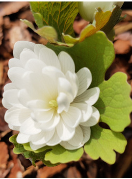 Sanguinaria canadensis f. multiplex 'Plena'