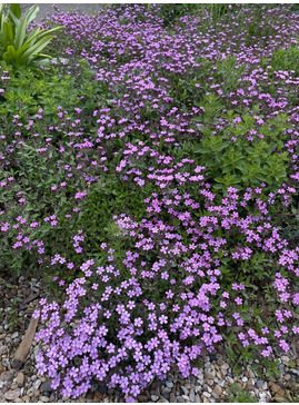 Saponaria ocymoides