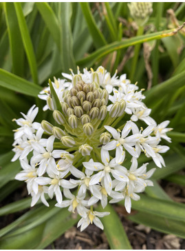 Scilla peruviana 'Alba'