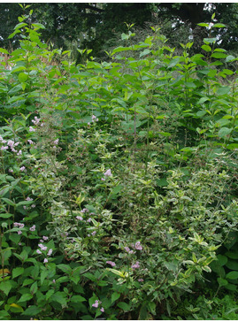 Scrophularia auriculata 'Variegata'