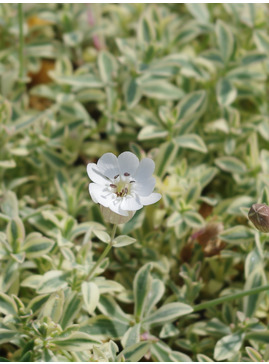 Silene uniflora 'Druett's Variegated'