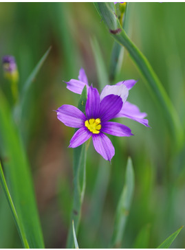 Sisyrinchium idahoense var. macounii 'Moody Blues' 