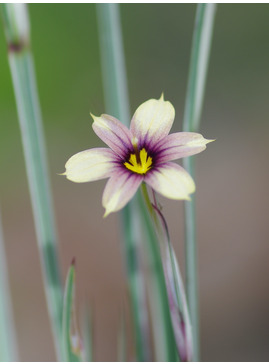 Sisyrinchium 'Janet Denman'