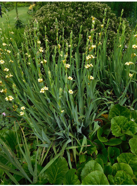 Sisyrinchium striatum