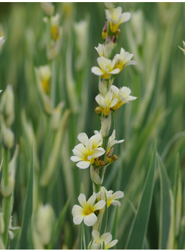 Sisyrinchium striatum 'Aunt May' 