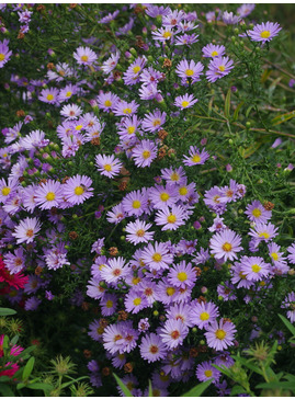 Symphyotrichum foliaceum var. parryi