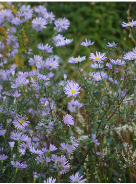 Symphyotrichum laeve 'Black Ice'