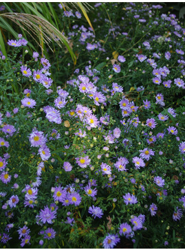 Symphyotrichum 'Noreen'