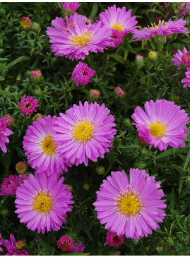 Symphyotrichum novi-belgii 'Heinz Richard'