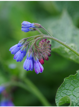 Symphytum asperum