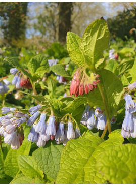 Symphytum 'Hidcote Blue'