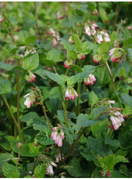 Symphytum 'Hidcote Pink'