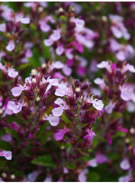 Teucrium chamaedrys