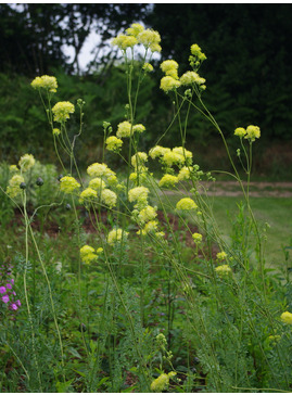 Thalictrum flavum subsp. glaucum