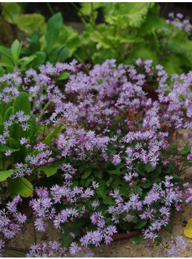 Thalictrum kiusianum 