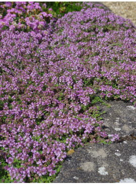 Thymus serpyllum 'Pink Chintz'