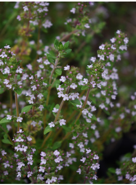 Thymus vulgaris