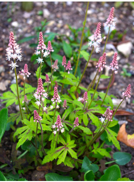 Tiarella 'Spring Symphony'