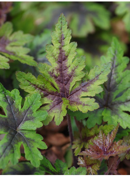 Tiarella 'Sugar and Spice'