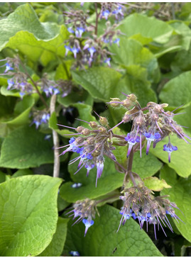 Trachystemon orientalis