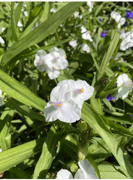 Tradescantia (Andersoniana Group) 'Innocence' 