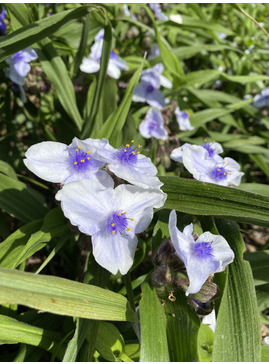 Tradescantia (Andersoniana Group) 'Osprey'