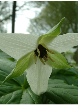 Trillium erectum f. albiflorum