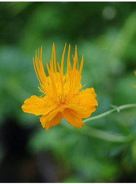 Trollius chinensis 'Golden Queen'