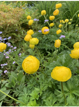 Trollius europaeus