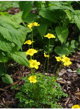 Trollius pumilus