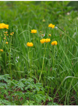 Trollius x cultorum 'Feuertroll'