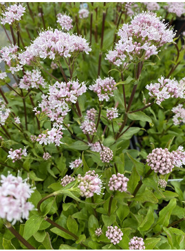 Valeriana montana