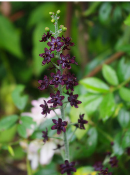 Veratrum maackii