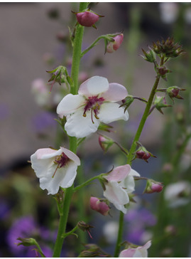 Verbascum blattaria f. albiflorum