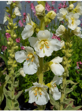 Verbascum olympicum f. album