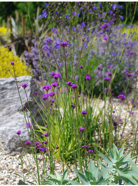 Verbena bonariensis 'Little One'