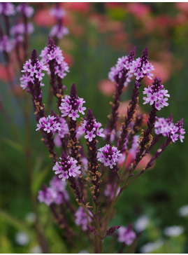 Verbena hastata f. rosea