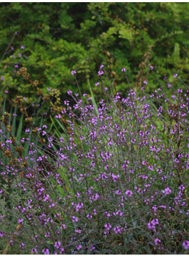 Verbena officinalis var. grandiflora 'Bampton'