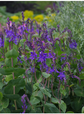 Veronica perfoliata