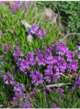 Veronica prostrata 'Lilac Time' 