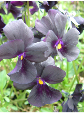 Viola 'Molly Sanderson'