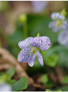 Viola sororia 'Freckles'