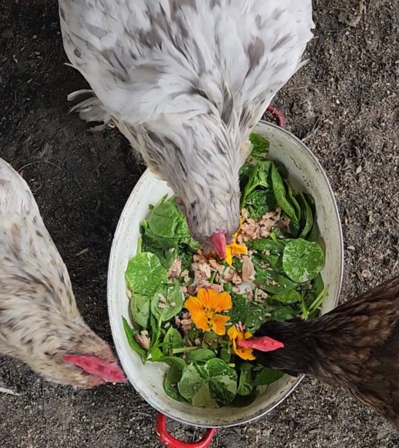 Girl Dinner: Sardines for Chickens