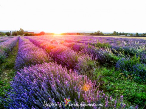 Campos de lavanda Provenza de Francia